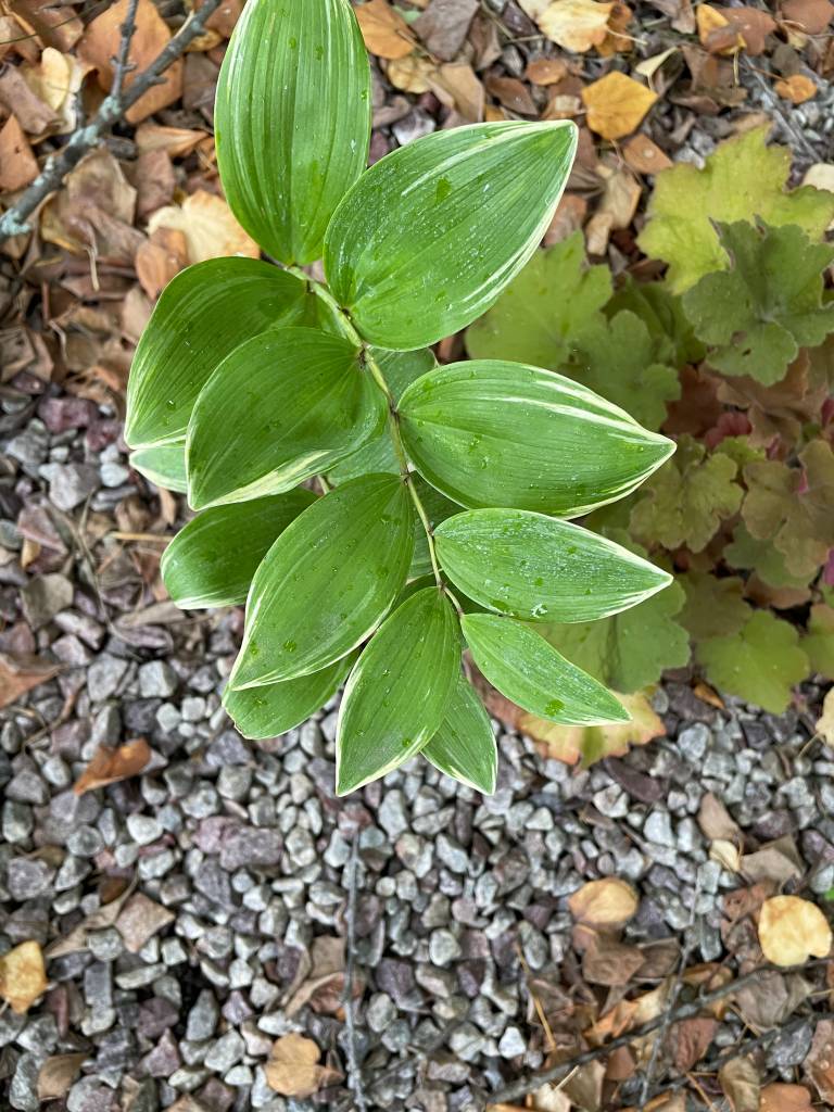 Plant name: Variegated Solomon
